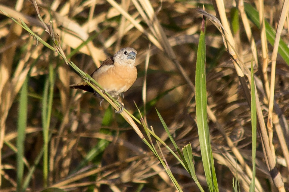 Yellow-rumped Mannikin (Lonchura flaviprymna)